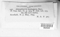 Image of Lophiostoma hyalosporum